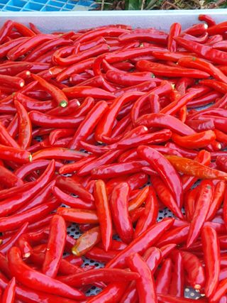 벼농사님의 자유주제 · 자유게시판 작성글 사진