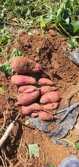 팜모닝 고구마·자유게시판 게시글 이미지