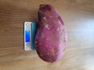 정태권님의 고구마 · 자유게시판 작성글 사진