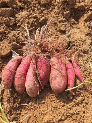 정태권님의 고구마 · 자유게시판 작성글 사진