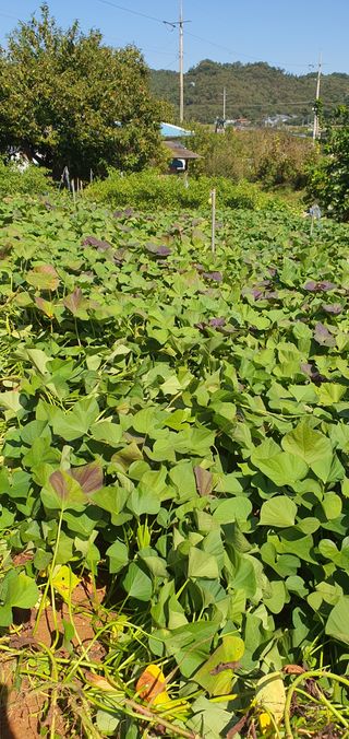 정태권님의 고구마 · 자유게시판 작성글 사진