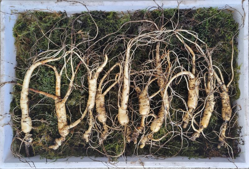 신재용님의 장터 판매 상품 [장뇌삼 파격 할인판매 ] 첨부 사진