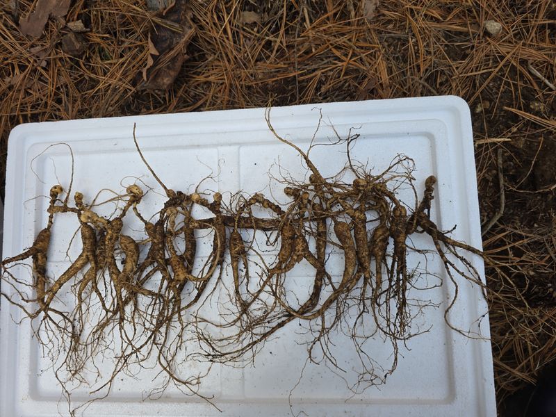 신재용님의 장터 판매 상품 [장뇌삼 파격 할인판매 ] 첨부 사진