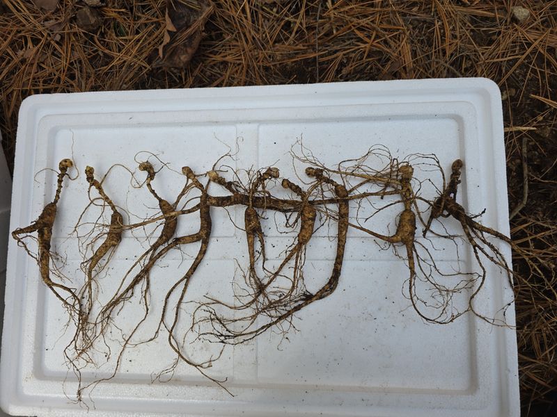 장터 상품 [장뇌삼 파격 할인판매 ] 썸네일