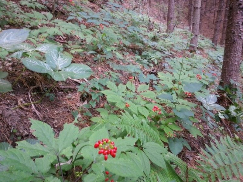 신재용님의 장터 판매 상품 [장뇌삼 파격 할인판매 ] 첨부 사진