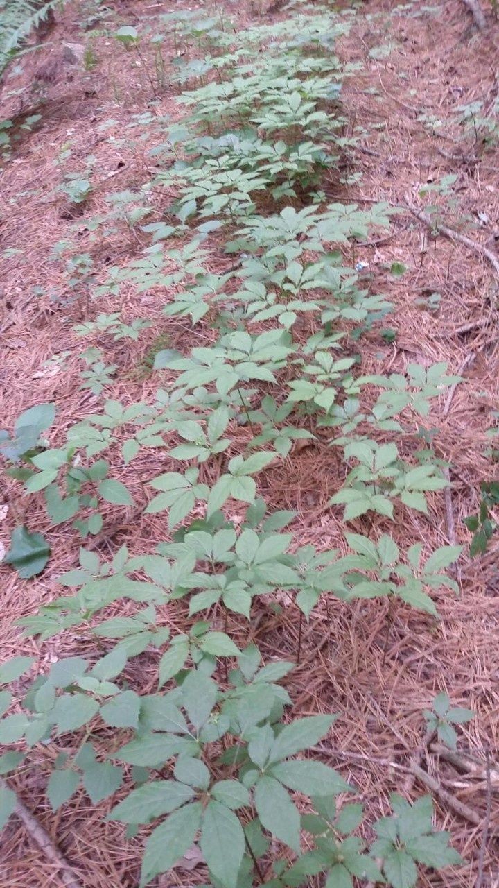 신재용님의 장터 판매 상품 [장뇌삼 파격 할인판매 ] 첨부 사진