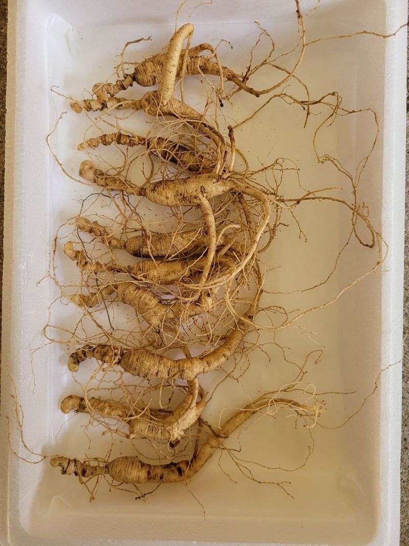 신재용님의 장터 판매 상품 [장뇌삼 파격 할인판매 ] 첨부 사진