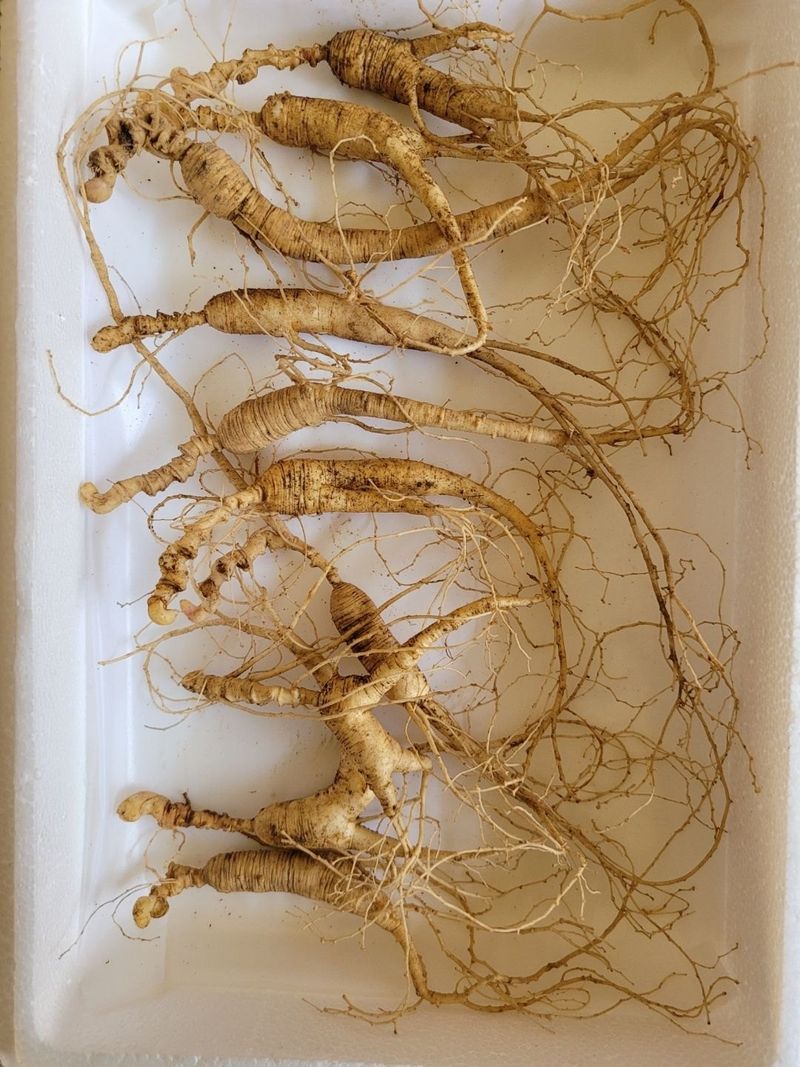 신재용님의 장터 판매 상품 [장뇌삼 파격 할인판매 ] 첨부 사진