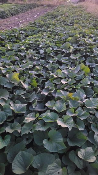 장선영님의 자유주제 · 자유게시판 작성글 사진