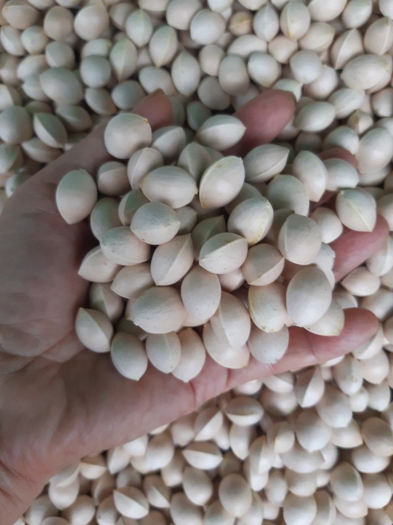 장터 상품 [깨끗한 은행 판매] 썸네일