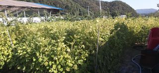 김영문님의 들깨 · 자유게시판 작성글 사진