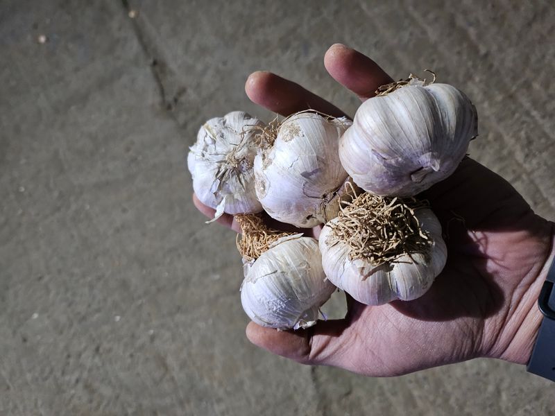 장터 상품 [홍산마늘] 썸네일