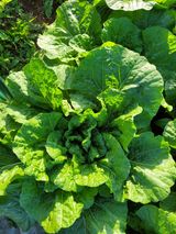 팜모닝 배추·품종•종자 게시글 이미지