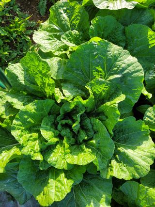 김응택님의 배추 · 품종•종자 작성글 사진