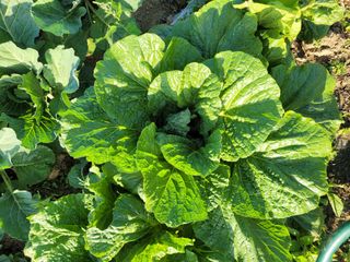 김응택님의 배추 · 품종•종자 작성글 사진