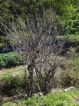 팜모닝 배추·영농일지 게시글 이미지