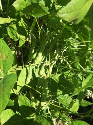 청계닭님의 10월 농사 성적 자랑하기 · 참여글 작성글 사진