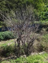 팜모닝 배추·병해충상담 게시글 이미지