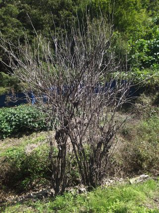 청계닭님의 배추 · 병해충상담 작성글 사진