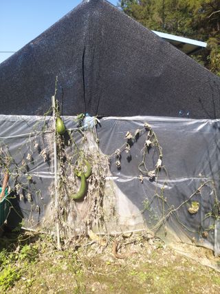 청계닭님의 배추 · 병해충상담 작성글 사진