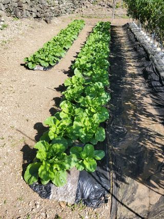 김윤철님의 배추 · 일상 작성글 사진