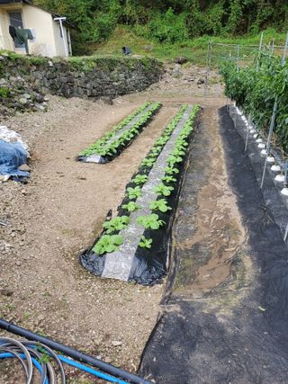 김윤철님의 배추 · 일상 작성글 사진