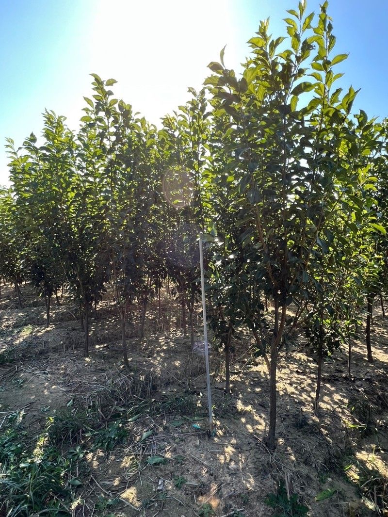 일심묘목농원님의 장터 판매 상품 [알프스왕자두 3년생 결실주 분달이 ] 첨부 사진