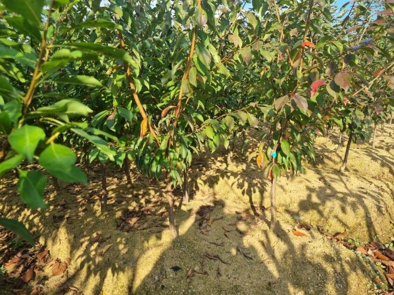 일심묘목농원님의 장터 판매 상품 [알프스왕자두 3년생 결실주 분달이 ] 첨부 사진