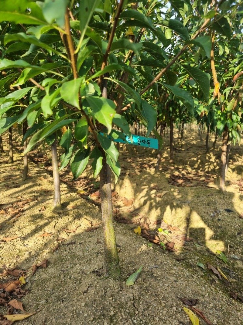 일심묘목농원님의 장터 판매 상품 [알프스왕자두 3년생 결실주 분달이 ] 첨부 사진