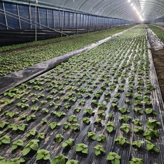 김혁규님의 10월 농사 성적 자랑하기 · 참여글 작성글 사진