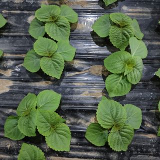 김혁규님의 10월 농사 성적 자랑하기 · 참여글 작성글 사진