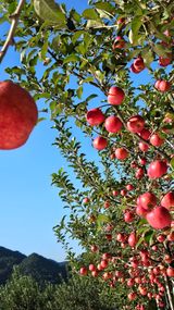 팜모닝 10월 농사 성적 자랑하기·참여글 게시글 이미지