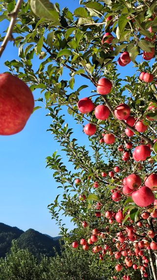 송연옥님의 10월 농사 성적 자랑하기 · 참여글 작성글 사진