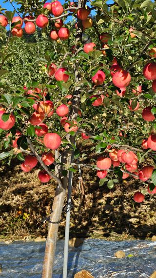 송연옥님의 10월 농사 성적 자랑하기 · 참여글 작성글 사진