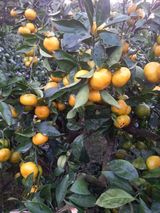 팜모닝 · 게시글 이미지