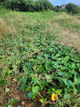 돈디아고(김덕수)님의 10월 농사 성적 자랑하기 · 참여글 작성글 사진