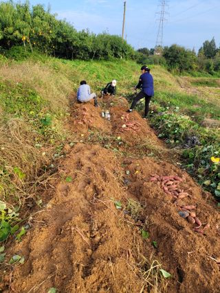 돈디아고(김덕수)님의 10월 농사 성적 자랑하기 · 참여글 작성글 사진