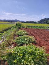 팜모닝 10월 농사 성적 자랑하기·참여글 게시글 이미지