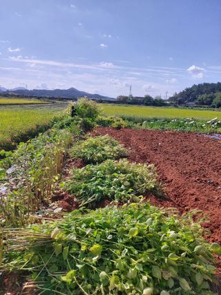 민들레 수연님의 10월 농사 성적 자랑하기 · 참여글 작성글 사진
