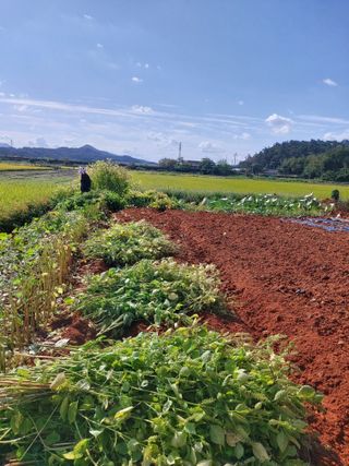 민들레 수연님의 10월 농사 성적 자랑하기 · 참여글 작성글 사진