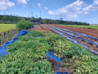 민들레 수연님의 10월 농사 성적 자랑하기 · 참여글 작성글 사진