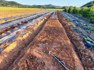 민들레 수연님의 10월 농사 성적 자랑하기 · 참여글 작성글 사진
