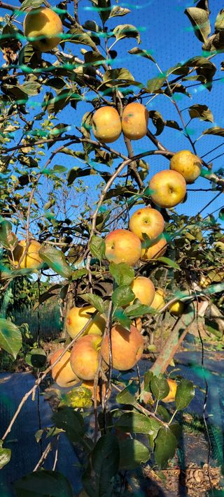 일동 풍경소리님의 10월 농사 성적 자랑하기 · 참여글 작성글 사진