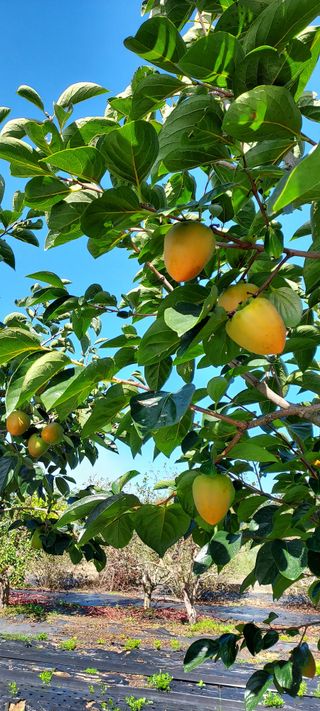 일동 풍경소리님의 10월 농사 성적 자랑하기 · 참여글 작성글 사진