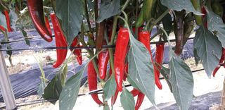 초록나무님의 10월 농사 성적 자랑하기 · 참여글 작성글 사진