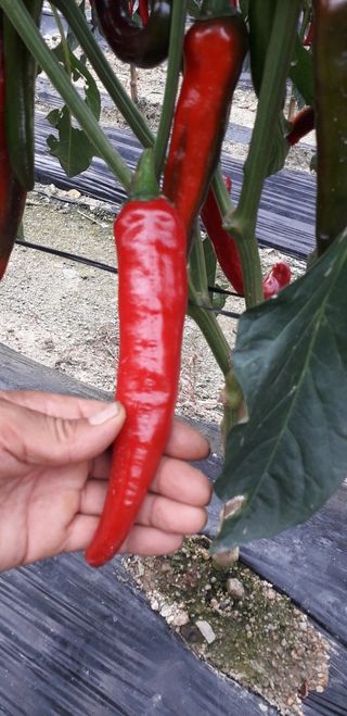 초록나무님의 10월 농사 성적 자랑하기 · 참여글 작성글 사진