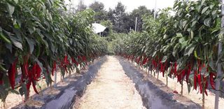 초록나무님의 10월 농사 성적 자랑하기 · 참여글 작성글 사진