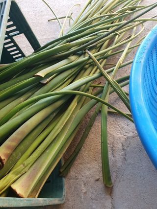 구봉갑산님의 10월 농사 성적 자랑하기 · 참여글 작성글 사진