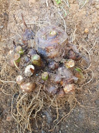 구봉갑산님의 10월 농사 성적 자랑하기 · 참여글 작성글 사진