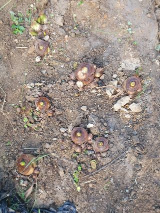 구봉갑산님의 10월 농사 성적 자랑하기 · 참여글 작성글 사진